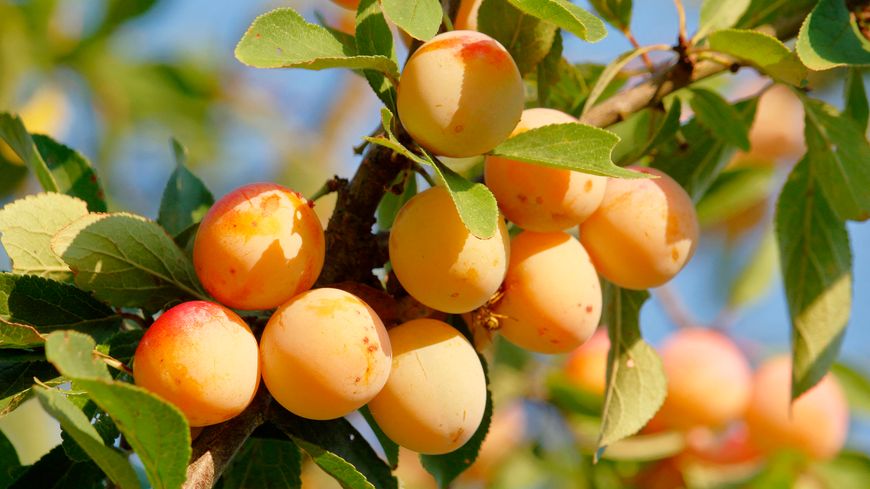 Clafoutis Mirabelles